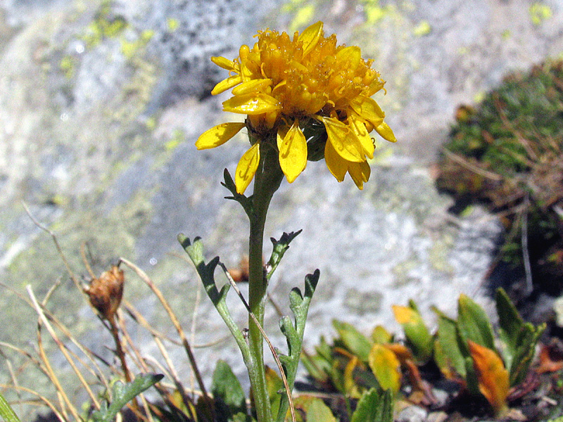 Jacobaea carniolica  / Senecione della Carniola